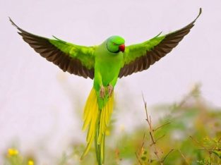 Beautiful Parrot