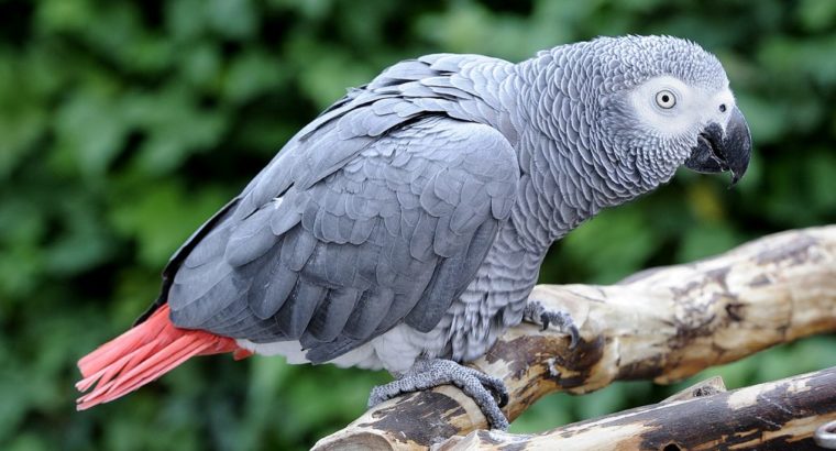 African Grey Parrot