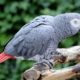 African Grey Parrot