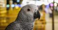 African Grey Parrot