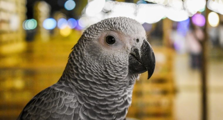 African Grey Parrot