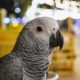 African Grey Parrot